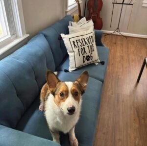 Corgi needs Smart Feeder