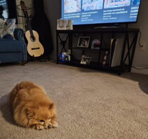 Pomeranian who needs Robot vacumm with AI Obstacle Avoidance