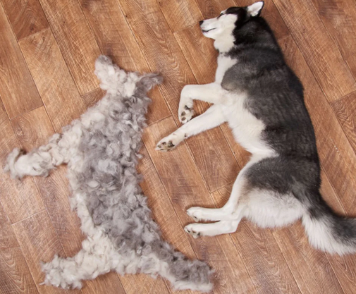 Fur Husky